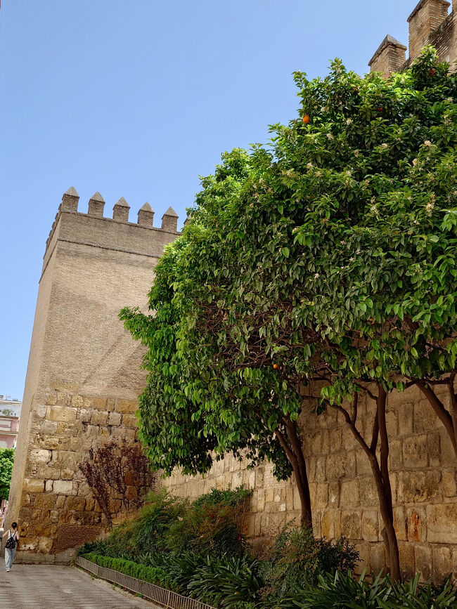 外から見るだけ