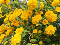 ほんのり香るヤマブキがとても綺麗で、こちらも満開です。色がある季節はいいですね。