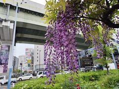 風に靡く藤も良きです。野田阪神の駅前すぐ。