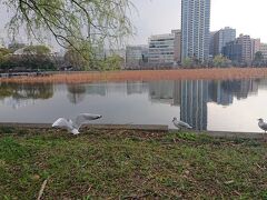 不忍池