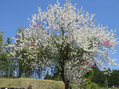 展望台に咲く桜美し