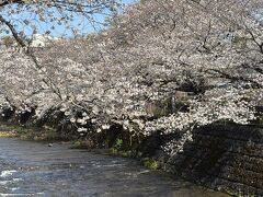 恩田川 さくら道
