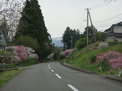 丸池様を後にして国道7号から鳥海ブルーラインへ。麓の村落は桜の花や、芝桜が花盛り