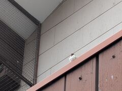 東武日光駅に朝8時半到着、沢山の燕たちがお出迎え。