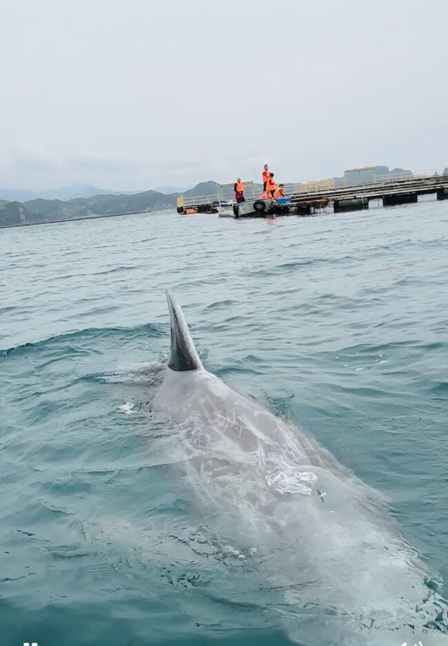 くじらの海☆目の前にくじら☆現る⁈カヌーで遊ぶ・自然の湾』那智勝浦