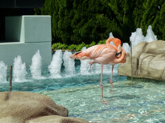 翌日、アドベンチャーワールドへ向かいました。
まずはフラミンゴさん。
