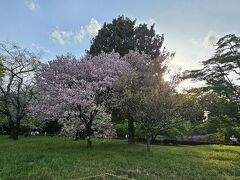 晴れてるうちに、桜の撮影。