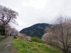 同じく仁淀川町にあるひょうたん桜公園へ。