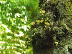 わー、ちっちゃい！写真では見ていましたが、実物は想像しているより小さい花ですね。