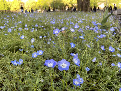 ネモフィラが咲いていました。