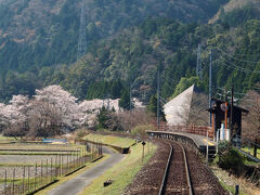 山の中に入っていくほど桜が咲いているように思います。
水鳥(みどり)駅にあるピラミッドのような建物は根尾谷地震断層観察館。