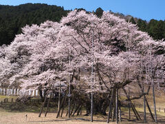 そしてこれが桜！
満開!!