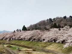 思ったより咲いていました。