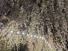 北上川沿いにおしゃれなカフェやバーが6軒位あるエリアの桜が見事でした。