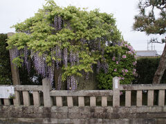 観音寺源頼朝公植樹伝説の藤棚