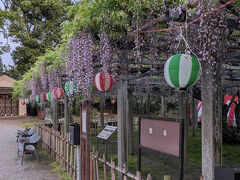 惣社神社の大藤