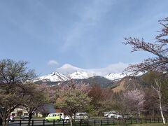 観光センターには桜が咲いていました。