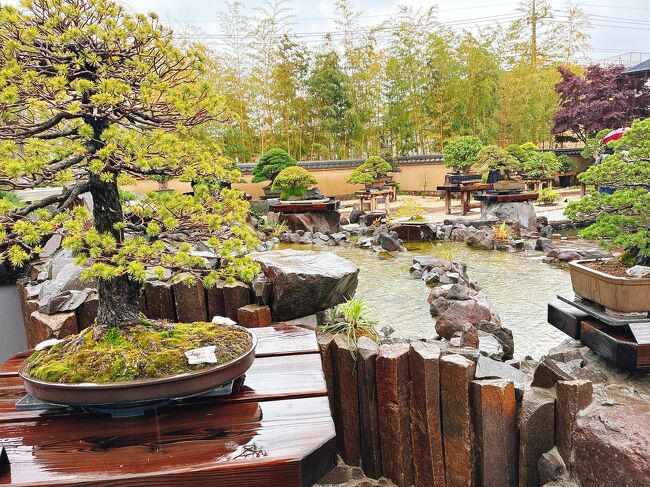 雨の日も緑が瑞々しくてキレイでした。