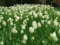 横浜公園内の開花状況を観賞。
横浜公園のチューリップ。