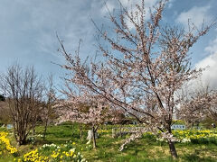 北海道では水仙と桜が楽しめました☆