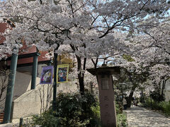 春といえば、ここで、桜を観ることにしています。
「はなのみち」
まさに、花の道です。