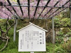 藤棚がすてきな「阿知の藤」
前日の日曜日は、お茶会のようなイベントがあったようです。