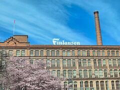 桜とフィンレイソン