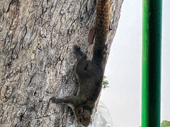 木に設置してある水飲み場にリスが水を飲みに来ているのを眺めながらさらに南下していきます。