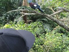 また早朝プールからの、香港公園。遊具目当てだったけど、「子供用しかない！」と
もう君たちは子供用遊具の年齢は過ぎたんだよ、、
香港公園内の鳥園。