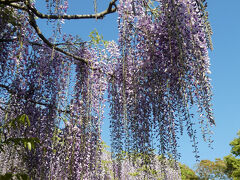 道の駅近くには藤公園があり、藤棚の花が見頃となっていました。
藤の花って、実物はなかなかボリュームがあって綺麗なんですが写真でそのボリューム感を出すのは難しいわ･･･（イマイチ満足できる写真が撮れず）