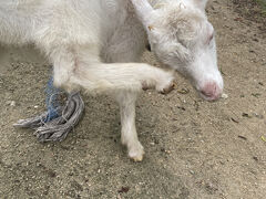 天の川を見たら2度寝して起床
朝ごはん前に散歩

黒島研究所の横には生まれて間もない子ヤギが3匹います
可愛いねぇ～♪(*^_^*)