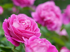 その後、花菜ガーデンへ

薔薇が今満開です！