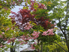 お花がきれいでした。