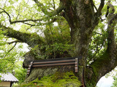 そのまま上賀茂神社を目指します。

途中、パワーあふれるクスノキに出会いました。