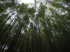 嵐山 竹林の小径