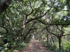 今日はカメ岩がある西の浜の港側へ行きます

木漏れ日ロードを通ってビーチへ向かいます