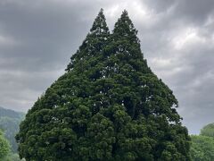 小杉の大杉