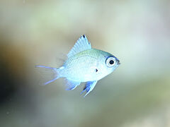 アマミスズメダイ幼魚
