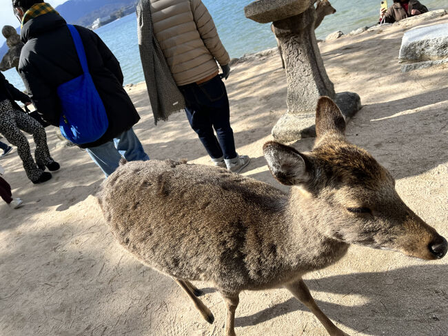 鹿は積極的。人より偉そう。