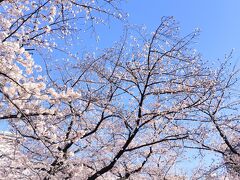 外に出たら天神中央公園で桜が満開
良い時期に来れたわ♡.·*.