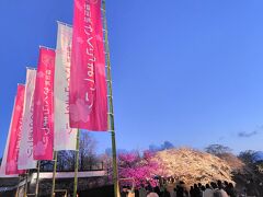 桜が満開の福岡城のライトアップに来ました。