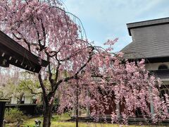 門を入った所の桜もすごく綺麗だったなぁ。