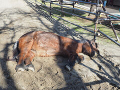 死んだようにねっころがっています。