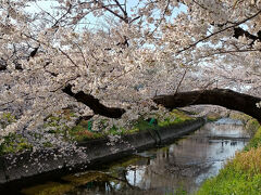 さて、満を持して桜を。五条川沿いに約1300本の桜並木ということで、行けども行けども桜が