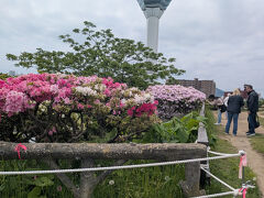色々な花が咲き乱れています。