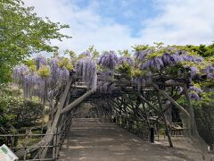 五稜郭公園に到着。

入口の【藤の花】がほぼ満開

通ると独特のニオイに包まれます。