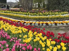 この時季は、チューリップが満開でした！