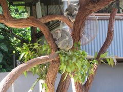 コアラ抱っこ後

コアラはみんなを接待して疲れた模様
２０人ぐらいで「コアラ、チェンジ」してました

終わった後見たら全てのコアラが寝てました