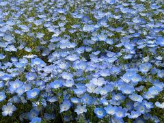 この色が人を魅了する！