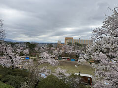 千秋公園全体は、桜がほぼ満開